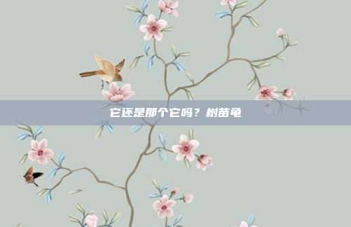 它还是那个它吗？树苗龟